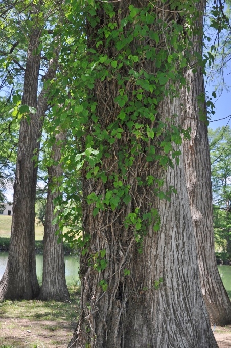 poison ivy on tree